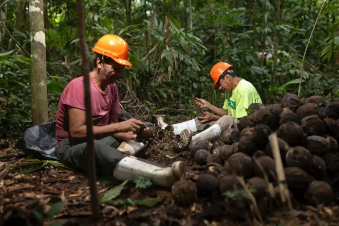 Castaña amazónica generó US$ 48 millones en exportaciones durante 2025 Castaña amazónica generó US$ 48 millones en exportaciones durante 2025