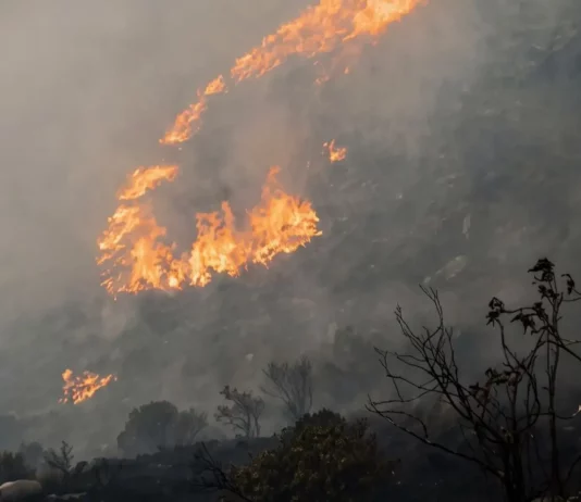 Serfor exhorta a evitar la quema de pastizales tras incendio forestal en Cusco Serfor exhorta a evitar la quema de pastizales tras incendio forestal en Cusco