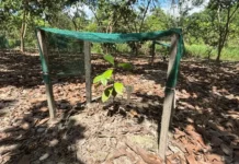 IIAP impulsa la recuperación del palo rosa en Ucayali con biotecnología y sistemas agroforestales IIAP impulsa la recuperación del palo rosa en Ucayali con biotecnología y sistemas agroforestales