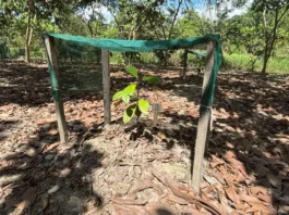 IIAP impulsa la recuperación del palo rosa en Ucayali con biotecnología y sistemas agroforestales IIAP impulsa la recuperación del palo rosa en Ucayali con biotecnología y sistemas agroforestales