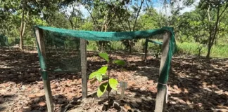 IIAP impulsa la recuperación del palo rosa en Ucayali con biotecnología y sistemas agroforestales IIAP impulsa la recuperación del palo rosa en Ucayali con biotecnología y sistemas agroforestales