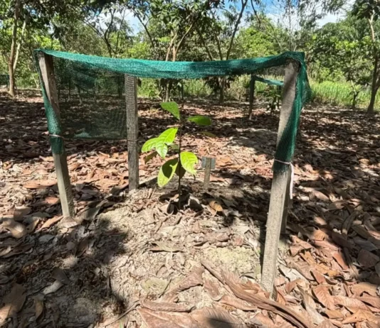 IIAP impulsa la recuperación del palo rosa en Ucayali con biotecnología y sistemas agroforestales IIAP impulsa la recuperación del palo rosa en Ucayali con biotecnología y sistemas agroforestales