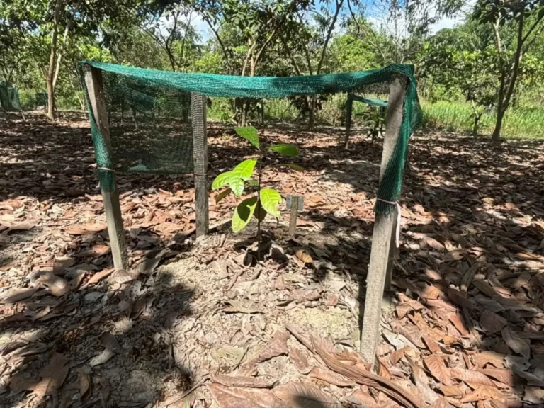 IIAP impulsa la recuperación del palo rosa en Ucayali con biotecnología y sistemas agroforestales