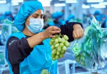 Confiep: Agroexportaciones podrían superar los US$ 30 000 millones con nuevos proyectos de irrigación Confiep: Agroexportaciones podrían superar los US$ 30 000 millones con nuevos proyectos de irrigación