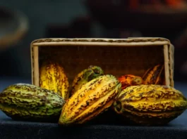 El cacao nativo peruano se posiciona en Canadá y destaca en el segmento premium internacional El cacao nativo peruano se posiciona en Canadá y destaca en el segmento premium internacional