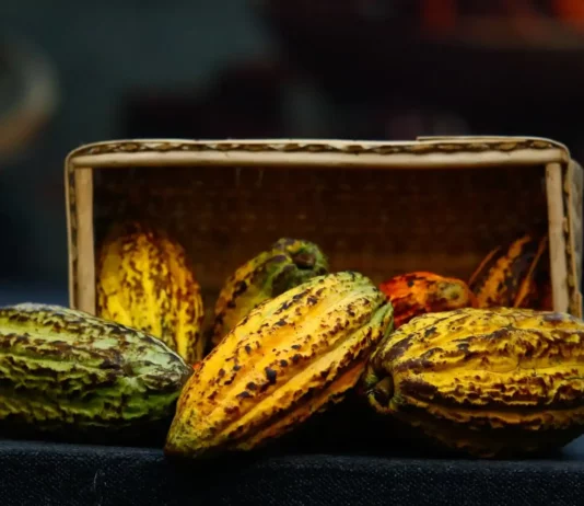 El cacao nativo peruano se posiciona en Canadá y destaca en el segmento premium internacional El cacao nativo peruano se posiciona en Canadá y destaca en el segmento premium internacional