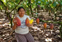 Cacao peruano: por qué es un símbolo de la identidad nacional y orgullo del Perú Cacao peruano: por qué es un símbolo de la identidad nacional y orgullo del Perú