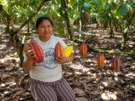 Cacao peruano: por qué es un símbolo de la identidad nacional y orgullo del Perú Cacao peruano: por qué es un símbolo de la identidad nacional y orgullo del Perú