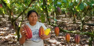 Cacao peruano: por qué es un símbolo de la identidad nacional y orgullo del Perú Cacao peruano: por qué es un símbolo de la identidad nacional y orgullo del Perú