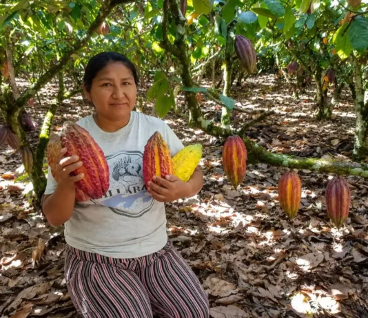 Cacao peruano: por qué es un símbolo de la identidad nacional y orgullo del Perú Cacao peruano: por qué es un símbolo de la identidad nacional y orgullo del Perú