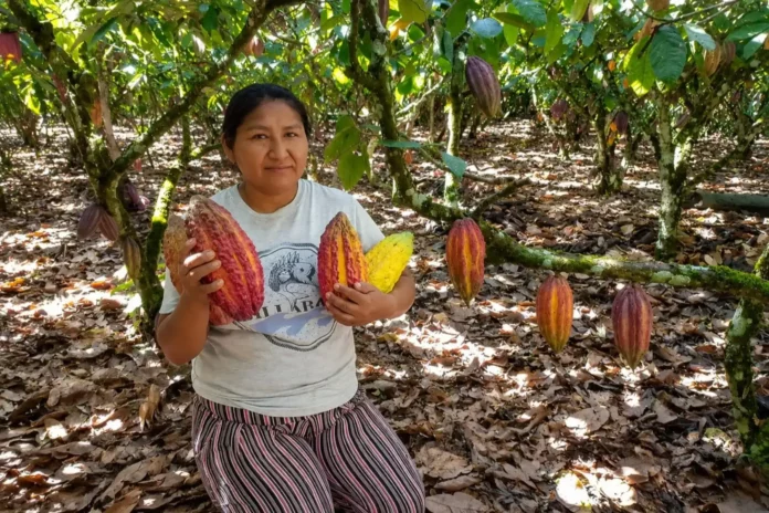 Cacao peruano: por qué es un símbolo de la identidad nacional y orgullo del Perú