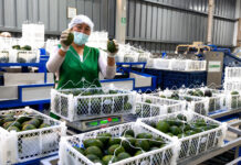 Pequeños productores de Tacna realizan su primera exportación directa de palta Hass Pequeños productores de Tacna realizan su primera exportación directa de palta Hass