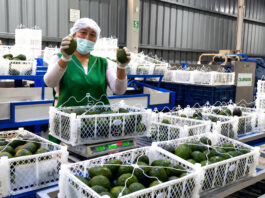Pequeños productores de Tacna realizan su primera exportación directa de palta Hass Pequeños productores de Tacna realizan su primera exportación directa de palta Hass