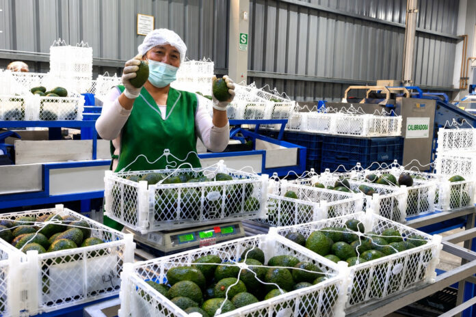 Pequeños productores de Tacna realizan su primera exportación directa de palta Hass Pequeños productores de Tacna realizan su primera exportación directa de palta Hass
