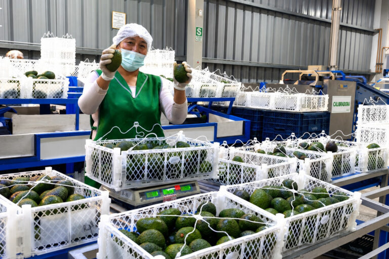 Pequeños productores de Tacna realizan su primera exportación directa de palta Hass
