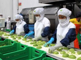 Exportaciones a España crecen 1,5 % entre enero y mayo impulsadas por la agroindustria y la pesca Exportaciones a España crecen 1,5 % entre enero y mayo impulsadas por la agroindustria y la pesca