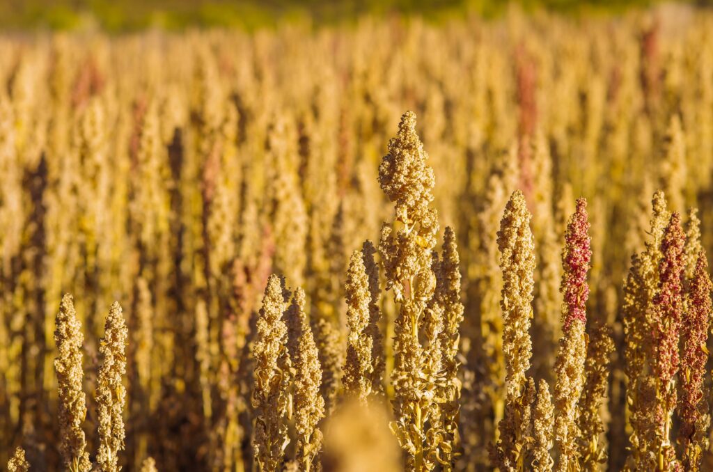 Quinua lidera la diversificación de mercados de las agroexportaciones peruanas