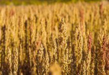 Quinua lidera la diversificación de mercados de las agroexportaciones peruanas Quinua lidera la diversificación de mercados de las agroexportaciones peruanas