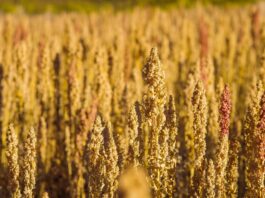 Quinua lidera la diversificación de mercados de las agroexportaciones peruanas Quinua lidera la diversificación de mercados de las agroexportaciones peruanas
