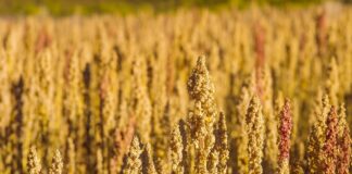 Quinua lidera la diversificación de mercados de las agroexportaciones peruanas Quinua lidera la diversificación de mercados de las agroexportaciones peruanas