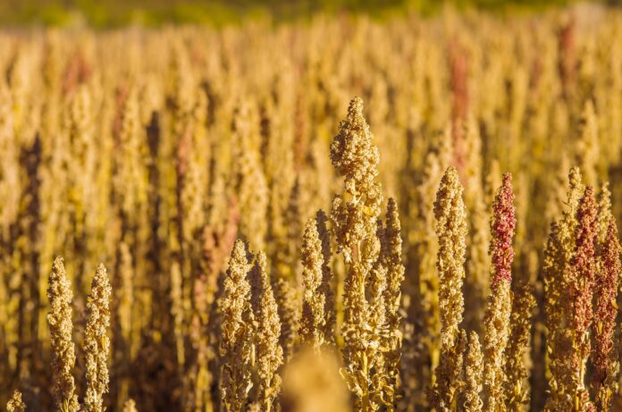 Quinua lidera la diversificación de mercados de las agroexportaciones peruanas Quinua lidera la diversificación de mercados de las agroexportaciones peruanas