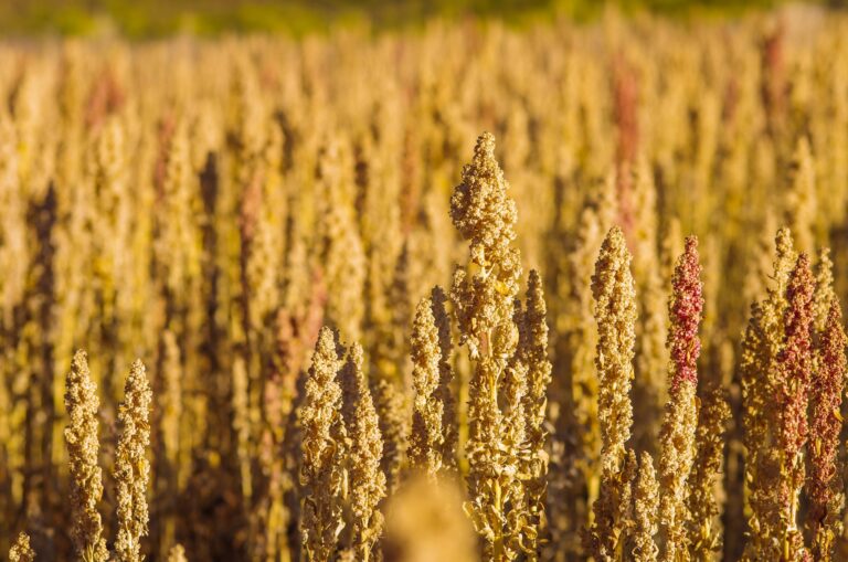 Quinua lidera la diversificación de mercados de las agroexportaciones peruanas
