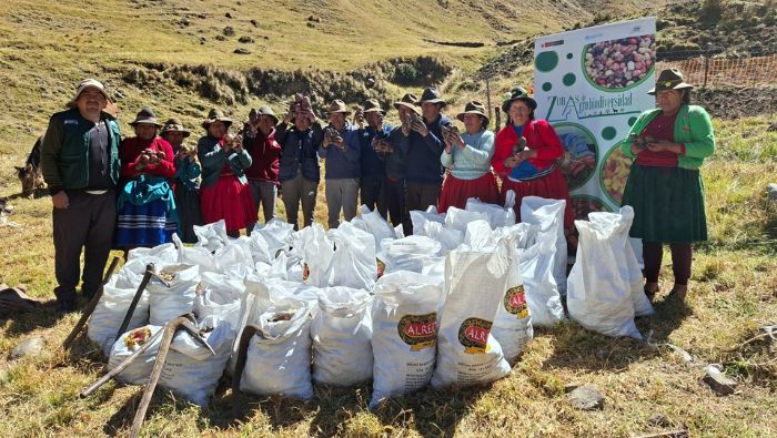 Apurímac: INIA cosecha más de 9 mil semillas de papas nativas para fortalecer investigación genética