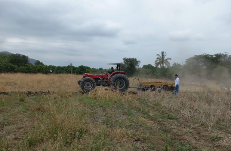 Piura: Instalan parcela demostrativa de maíz INIA 619 Megahíbrido en Tambogrande