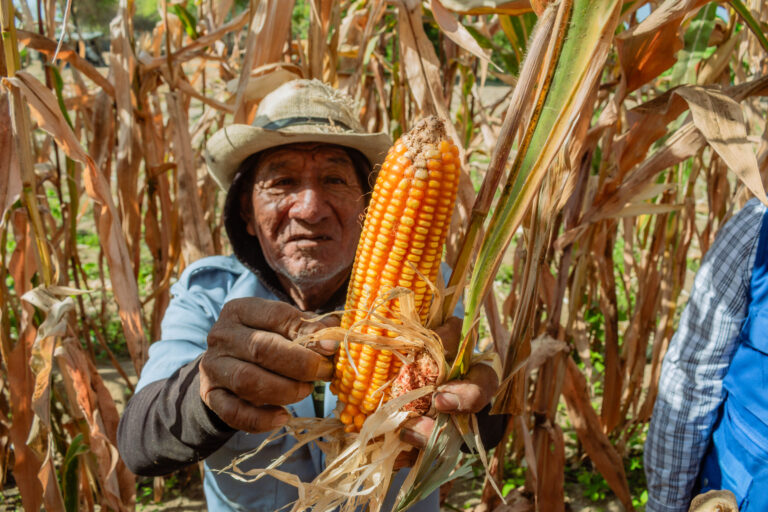 Piura: productores de San Rafael fortalecen el cultivo de maíz con asistencia técnica