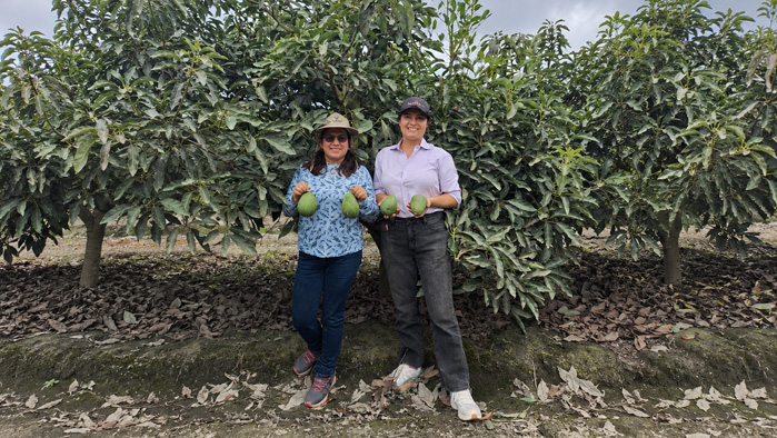 Productores de Áncash venden 54.66 toneladas de palta Hass por más de S/190 mil