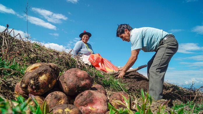 MIDAGRI aprueba Marco Orientador de Cultivos para la campaña agrícola 2026/2027 MIDAGRI aprueba Marco Orientador de Cultivos para la campaña agrícola 2026/2027