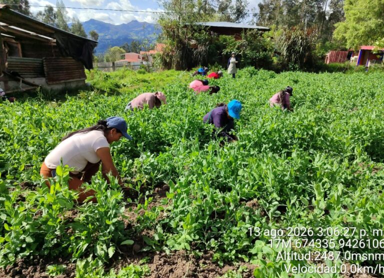 Más de 28 agricultores de Huancabamba aplican técnica de tutorado en cultivo de arveja