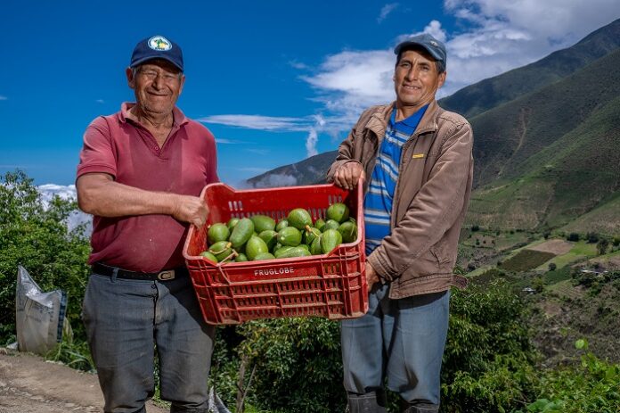 Productores del Valle Fortaleza exportaron 327 toneladas de palta Hass a Europa