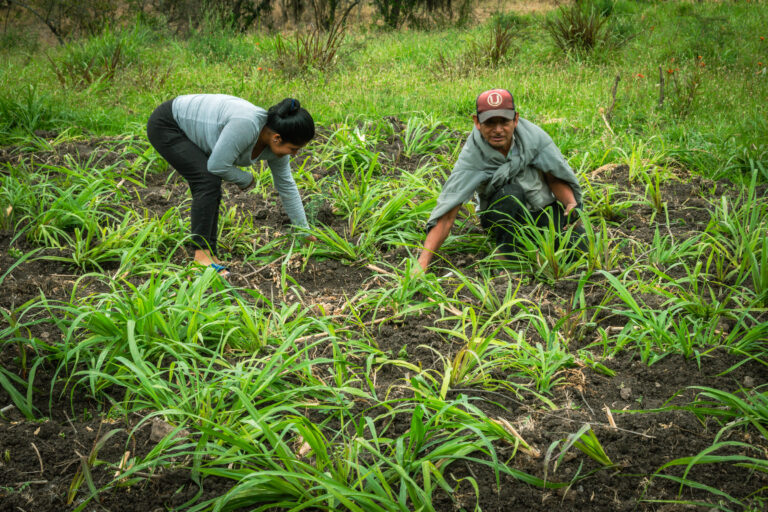 Piura: Agricultores de Huancabamba producen pasto Cuba 22 para alimentar cuyes