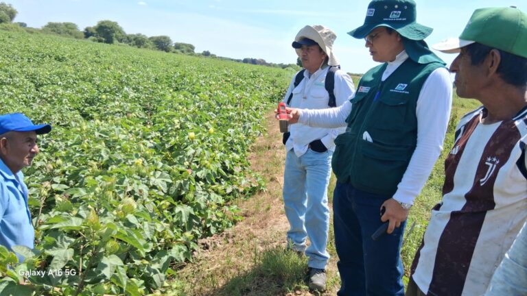 Piura: productores de algodón reciben capacitación para controlar plagas en Cura Mori