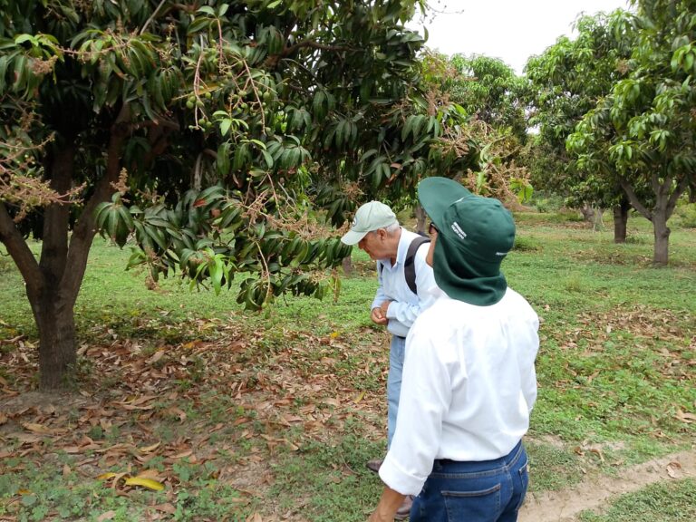 Piura: evalúan producción de mango, limón y banano ante altas temperaturas