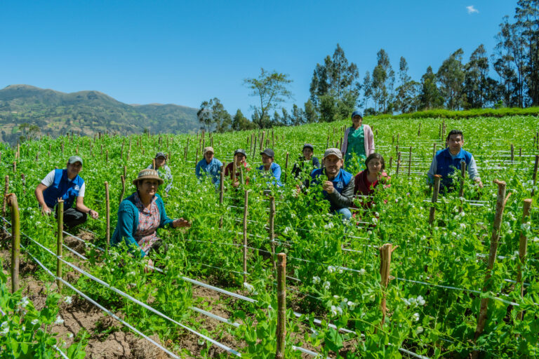 Piura: instalan 15 parcelas demostrativas de arveja y trigo en Huancabamba