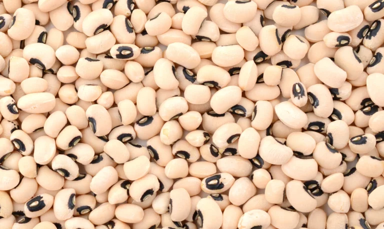 Piura lidera la producción de frijol castilla mientras sus exportaciones avanzan