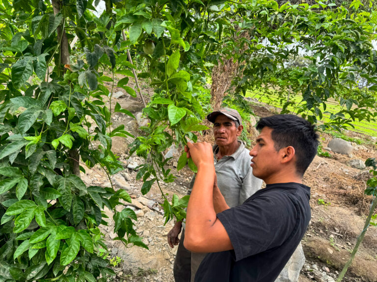 La Libertad: Productores de Virú accederán a asistencia técnica y mercado para la gulupa