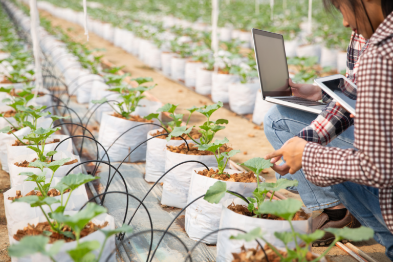 Tecnología agrícola fortalece la adaptación del campo peruano ante el Fenómeno El Niño