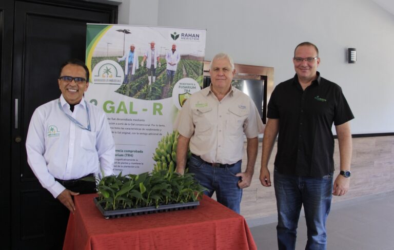 Presentan en Piura una variedad de banano Cavendish resistente al Fusarium R4T