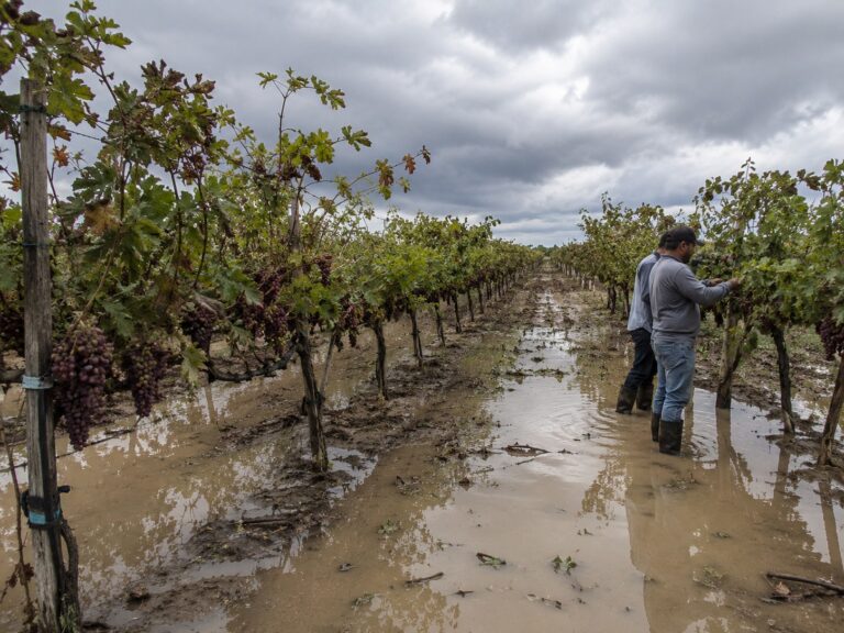 Fenómeno El Niño amenaza la producción de uva en Piura