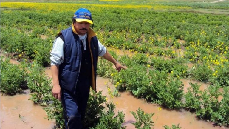 Fenómeno El Niño podría afectar cultivos de Piura por lluvias y altas temperaturas