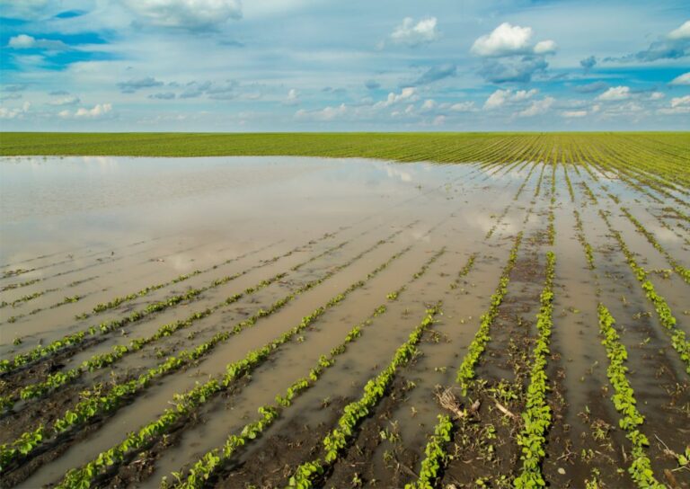 Agricultura ante El Niño: cuatro medidas para optimizar el uso del agua