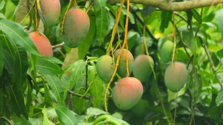 El Niño amenaza la producción de mango peruano con una caída de hasta 60%