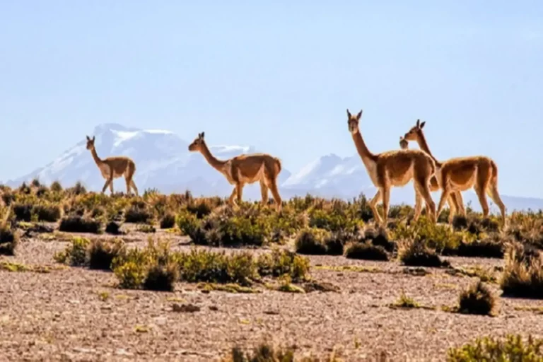 Fibra de vicuña aumenta más de 400 % en áreas naturales protegidas