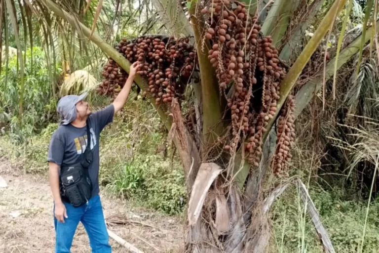 Ucayali: IIAP identifica aguajes de alta productividad para nuevas plantaciones