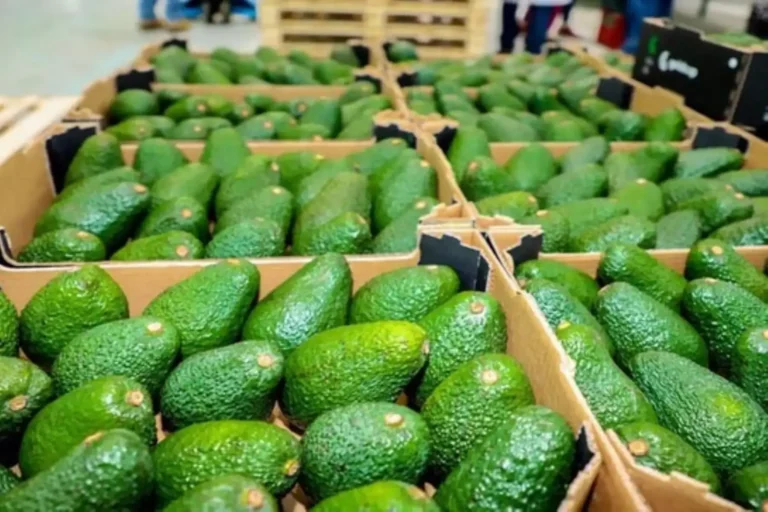 Exportaciones de palta peruana alcanzaron US$1,362 millones en 2025