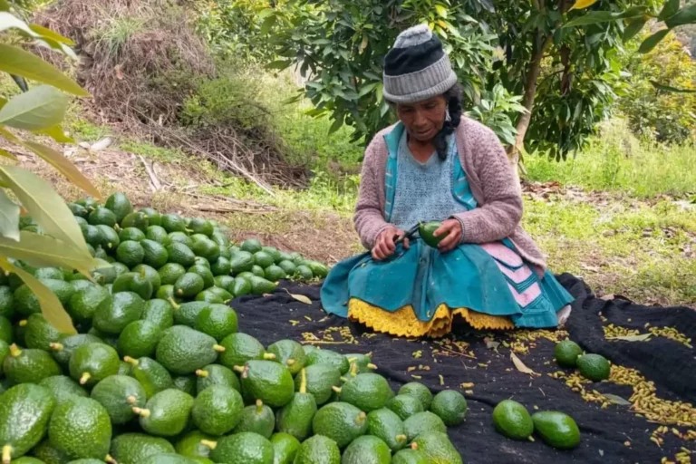 Junín producirá más de 324 mil plantones de palto para fortalecer la agricultura familiar