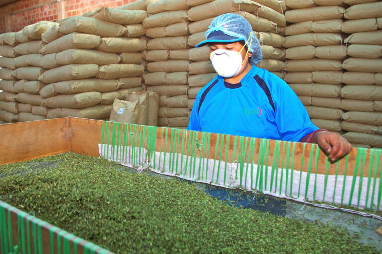 Orégano peruano gana valor en el mercado internacional y amplía oportunidades de exportación